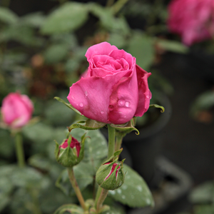 Pоза Мадам Исак Периер - розов - Стари рози-Бурбонски рози